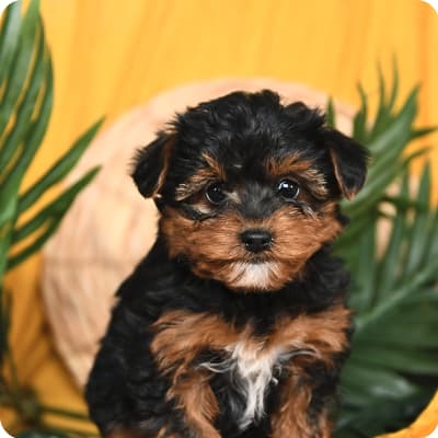 Photo of Yorkiepoo