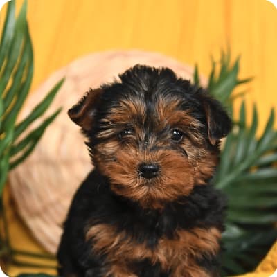 Photo of Yorkiepoo