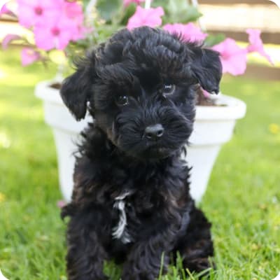 Photo of Yorkiepoo