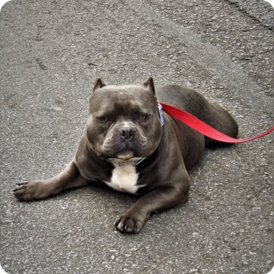 Photo of American Bully