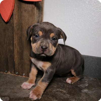 Mack Mizzle - American Bully Stud for Sale in Baltimore, MD