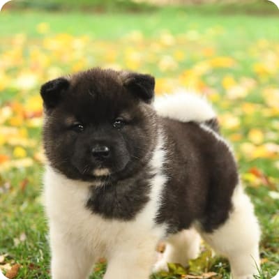 Photo of Akita