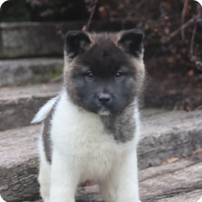 Photo of Akita