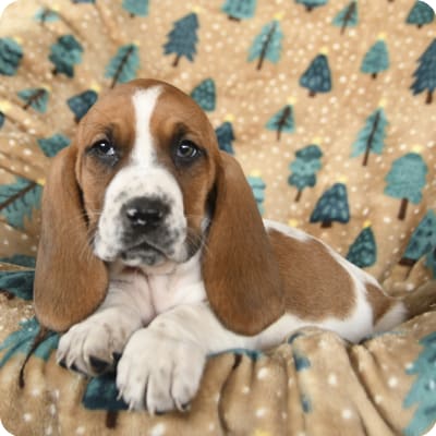 Photo of Basset Hound