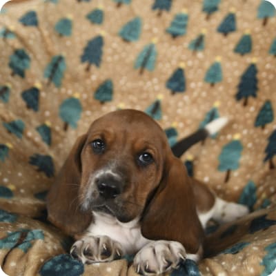 Photo of Basset Hound