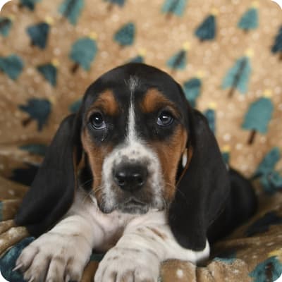 Photo of Basset Hound