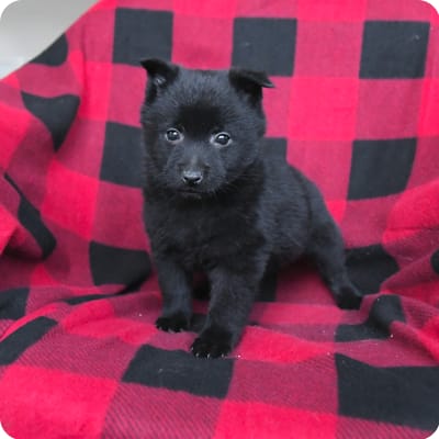 Photo of Schipperke