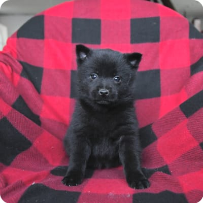 Photo of Schipperke