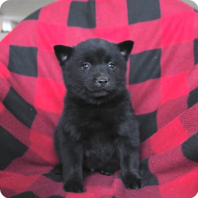 Photo of Schipperke