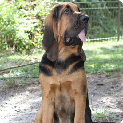 Photo of Bloodhound