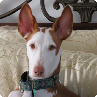 Ibizan Hound Puppies for Sale | Buckeye Puppies