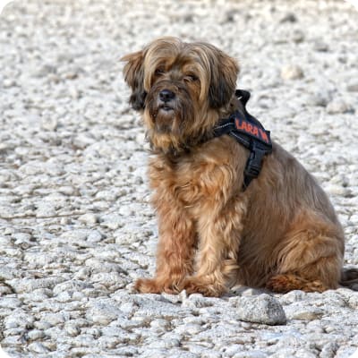 Photo of Tibetan Terrier