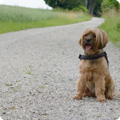 Photo of Tibetan Terrier