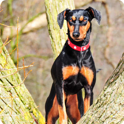 Photo of German Pinscher