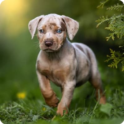 Photo of American Leopard Hound