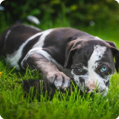 Photo of American Leopard Hound