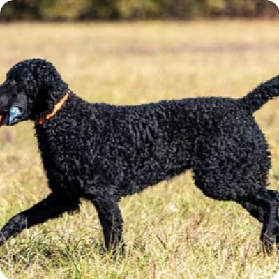 Photo of Curly-Coated Retriever