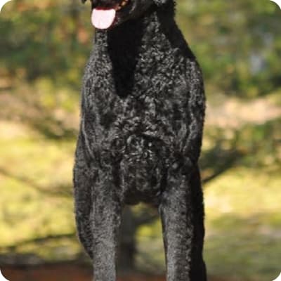 Photo of Curly-Coated Retriever