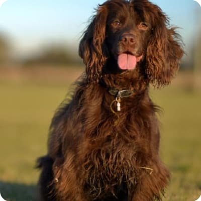 Photo of Field Spaniel