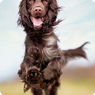 Photo of Field Spaniel