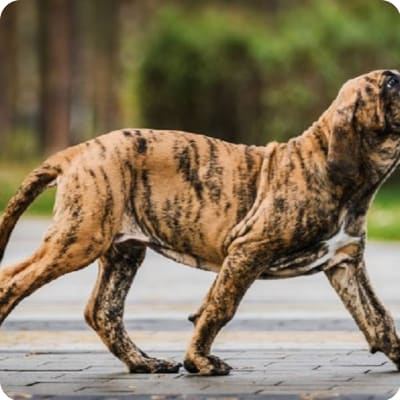 Fila #Brasileiro  Big dog breeds, Pet dogs puppies, Dog breeds