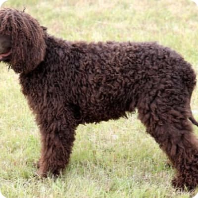 Photo of Irish Water Spaniel