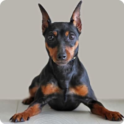 Photo of Manchester Terrier Toy