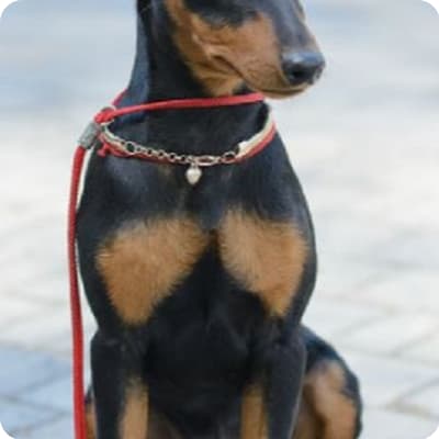 Photo of Manchester Terrier Toy