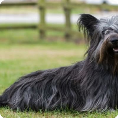 Skye Terrier Puppies for Sale | Buckeye Puppies