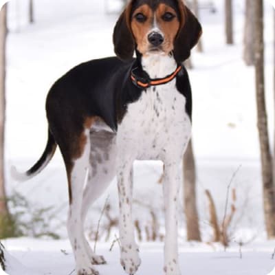 Photo of Walker Hound