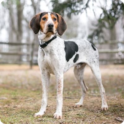 Photo of Walker Hound