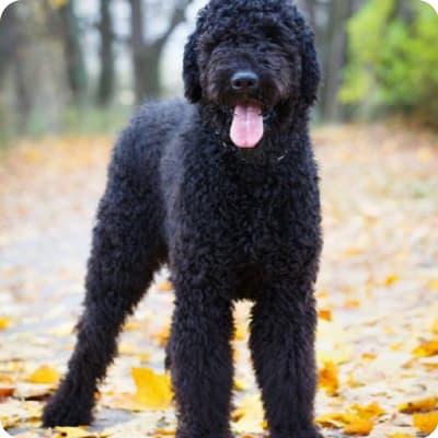 Photo of Black Russian Terrier