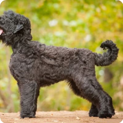 Photo of Black Russian Terrier