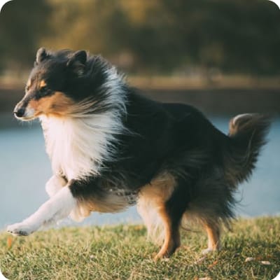 Photo of English Shepherd