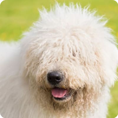 Photo of Komondor