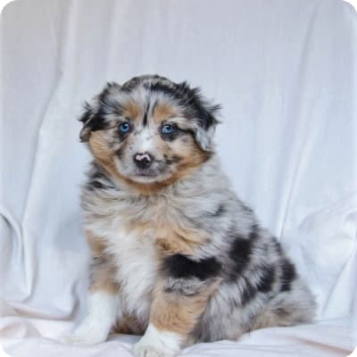 Photo of Australian (American) Shepherd Miniature