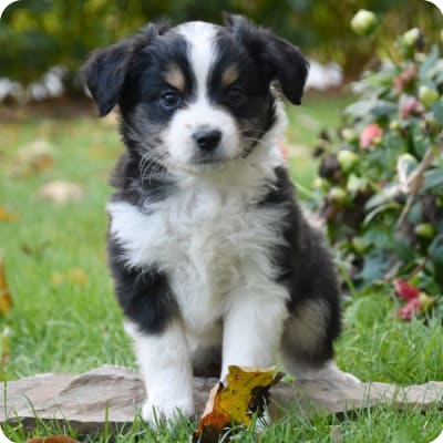 Photo of Miniature Australian Shepherd