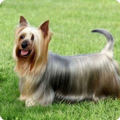 Photo of Silky Terrier