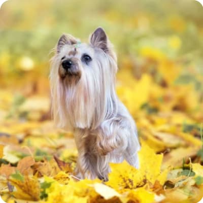 Photo of Silky Terrier