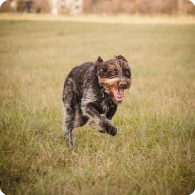 Photo of Wirehaired Pointing Griffon