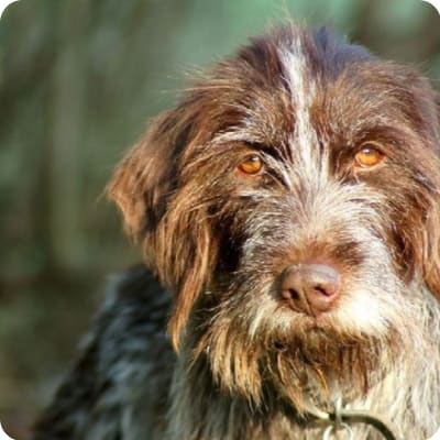 Photo of Wirehaired Pointing Griffon