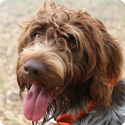 Photo of Wirehaired Pointing Griffon