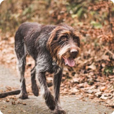 Photo of Wirehaired Pointing Griffon