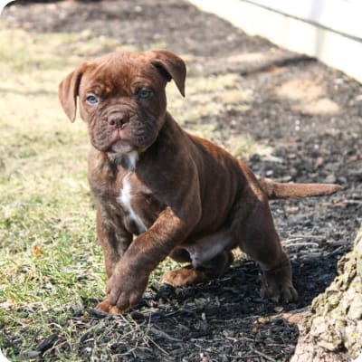 Alapaha Blue Blood Bulldog Puppies for Sale | Buckeye Puppies
