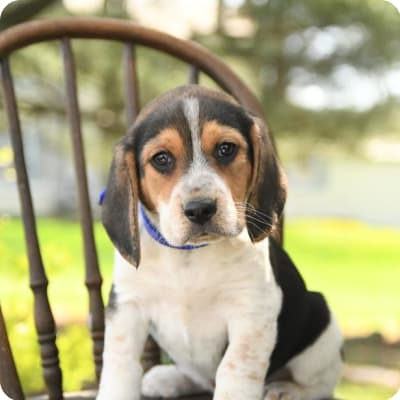 Photo of Beagle