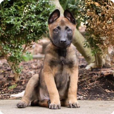 Photo of Belgian Malinois