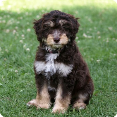 Photo of Aussiedoodle