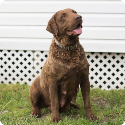 Photo of Chesapeake Bay Retriever