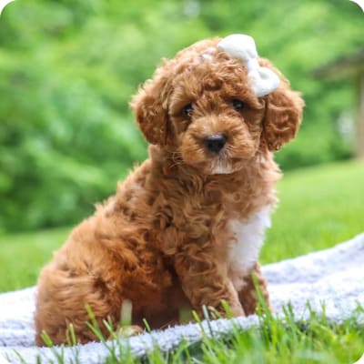 Photo of Cockapoo