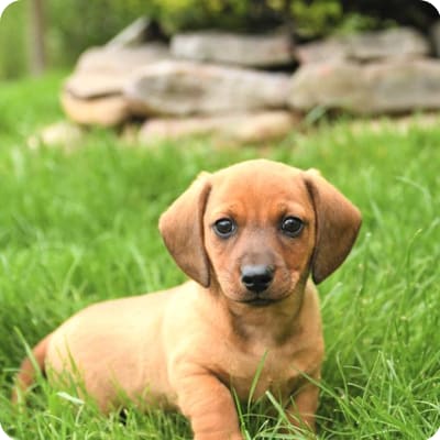 Photo of Dachshund